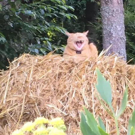 Ferienhaus Drewniany Dom W Borach Tucholskich 