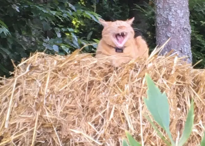 Prázdninový dům Drewniany Dom W Borach Tucholskich 